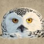 "Polar owl" graffiti sketch