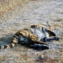 Фото: Леонид Зайка, предоставлено Центром "Амурский тигр" 