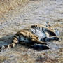 Photo by: Leonid Zayka, provided by the Amur Tiger Center