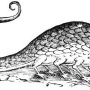 Изображение василиска из книги Улисса Альдрованди "История змей и драконов"