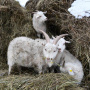 Новые обитатели Оренбургской Тарпании – пуховые козы – осваивают сеновал