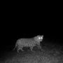 Фото с сайта ФГБУ "Земля леопарда" leopard-land.ru