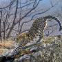 Фото предоставлено пресс-службой ФГБУ "Земля леопарда"