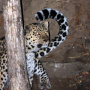 Фото предоставлено ФГБУ "Земля леопарда"