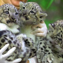 Леопарды вскоре после рождения. Фото: Центр восстановления леопарда на Кавказе