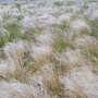 На Саринском плато (Оренбургская область) отцветают ковыли