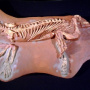 Скелет горгонопса. Фото предоставлено Вятским палеонтологическим музеем