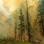 Пожар в лесу. Фото: Игорь Капустин