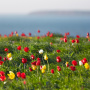 Цветение тюльпанов в заповеднике "Чёрные земли". Фото: Лагунин В.