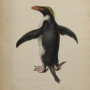 Хохлатый пингвин. Акварель из альбома Павла Михайлова. 1819 г.