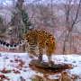 Дальневосточный леопард. Снимок фотоловушки нацпарка "Земля леопарда"