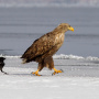Орлан белохвостый и ворона. Фото: Олег Знобищев