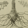 Ферула мускусная, или Сумбул. American journal of pharmacy, 1829