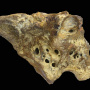 Фрагмент черепа динозавра Bissektipelta archibaldi, найденный на местонахождении Джаракудук в Узбекистане. Изображение с сайта spbu.ru, предоставлено авторами исследования