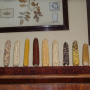 Различные сорта кукурузы в кабинете Николая Вавилова. Фото: Luigi Guarino, с сайта wikipedia.org