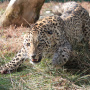 Подкрадывающийся леопард. Фото предоставлено Центром восстановления леопардов на Кавказе