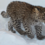 Котёнок леопарда. Фото предоставлено Центром восстановления леопардов на Кавказе