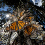 Photo: nationalgeographic.org/Joel Sartore