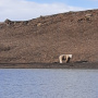 На берегу с удивлением смотрит на нас медведь, хозяин Новой Земли