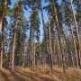 Старовозрастные сосны. Национальный парк «Бузулукский бор». Фото: Вельмовский П.В., ноябрь 2020 г.