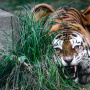 Охота амурского тигра. Фото: Михаил Колесников