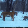 Тигрица Лазовка с тигрёнком. Фото предоставлено Центром "Амурский тигр"