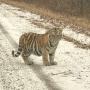 Фото предоставлено пресс-службой Центра "Амурский тигр"