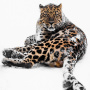Дальневосточный леопард. Фото: Михаил Колесников, участник фотоконкурса РГО «Самая красивая страна»