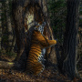 Амурский тигр. Фото: Wildlife Photographer of the Year 2020 / Sergey Gorshkov