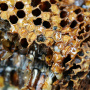 Пчёлы. Фото: Алия Нафикова