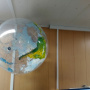 Глобус, подаренный финскими учёными. Фото: Александр Обоимов