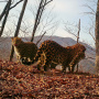 Фото: отдел науки национального парка "Земля леопарда"