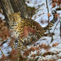 Фото: Николай Зиновьев/сайт ФГУП "Земля леопарда"