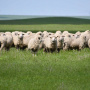 Стадо овец в буферной зоне заказника «Чограйский». Республика Калмыкия. Фото Антон Чибилёв