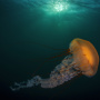 Компасная медуза. Фото: Андрей Шпатак