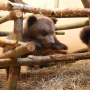 Фото: "Центр спасения медвежат-сирот"