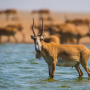 Сайгак. Фото В. Панькова