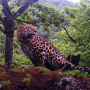 Взрослый леопард 1 Leo 157М. Фото предоставлено ФГУП "Земля леопарда"