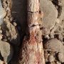 Череп лабиринтодонта из семейства лонхоринхид, найденный под Бузулуком. Фото Романа Гунчина