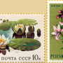 Фото В. Путенихина, Кувшинка белая («алинда») и ясенец («фрикса»). Почтовые марки СССР (1984 г.) и Польши (1962 г.)