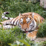 Тигр на отдыхе. Фото: Олег Богданов