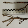 Согласно приложению iNaturalist, ива мохнатая (Salix lanata)