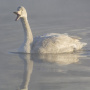 Лебедь-кликун, молодой. Фото Данилова К.В. г. Уфа, 15.01.2022 г