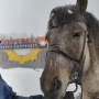 Всадники и лошади достойно преодолевают трудности. Фото М. Неустроева