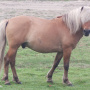 Якутская лошадь обладает своей особенной красотой. Фото А.Петровой