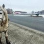 Стойкость и уравновешенный нрав – одни из главных достоинств якутской лошади. Фото Д. Винокурова