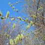 Весна в дендропарке. Фото В.П. Путенихина