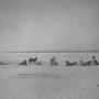 Запряжённые нарты. Фото: Научный архив РГО