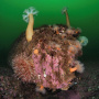 Сверху на валуне – высокие актинии Metridium farcimen, i. (фото А.В. Коробка)