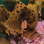 Волосатый краб Telmessus cheiragonus в водоросли Agarum (фото А.В. Коробка)